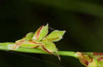 Fibrousroot sedge